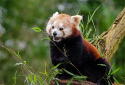 Płock. Panda mała zamieszkała w zoo