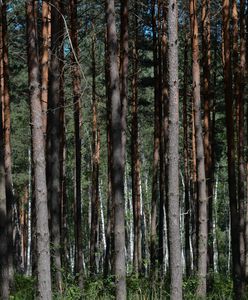 Szebnie. Wypadek przy obcinaniu gałęzi. 26-latek nie żyje