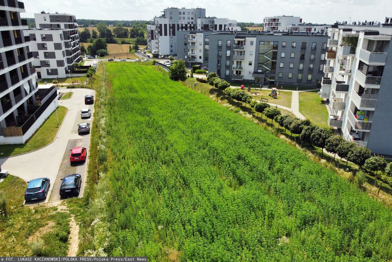 Ogromna cena za słynne pole. Deweloper liczy, czy budowa się opłaca
