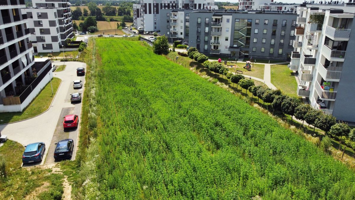 56-arowe pole przy ulicy Jantarowej w Lublinie