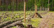 Niemcy postawiły płot na granicy z Polską w obawie przed chorobą ASF. Jednak nie pomógł?