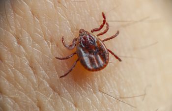 Połóż na trawniku. Kleszcze od razu wyskoczą z ukrycia