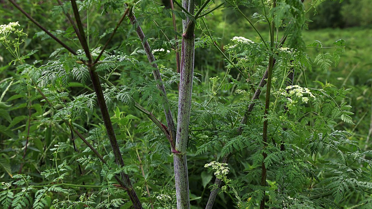Szczwał plamisty to roślina śmiertelnie trująca
