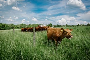 Jesienne nawożenie to kluczowa inwestycja. Zadbaj o łąki przed zimą