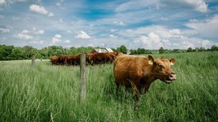 Jesienne nawożenie to kluczowa inwestycja. Zadbaj o łąki przed zimą