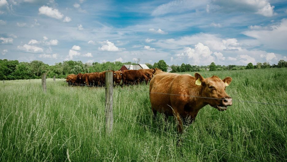 Jesienne nawożenie łąk i pastwisk jest kluczowym zabiegiem, polegającym na aplikacji nawozów naturalnych
