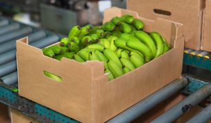 Kokaina w bananach trafiła do sklepów w Polsce. "Bałagan w siatce przemytników"