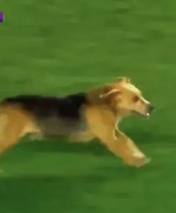 Zaginiony pies. Wraca do domu dzięki pasji do piłki nożnej