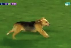 Zaginiony pies. Wraca do domu dzięki pasji do piłki nożnej