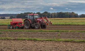 Rolnicy walczą z nalotami ptaków. Tracą tony ziarna
