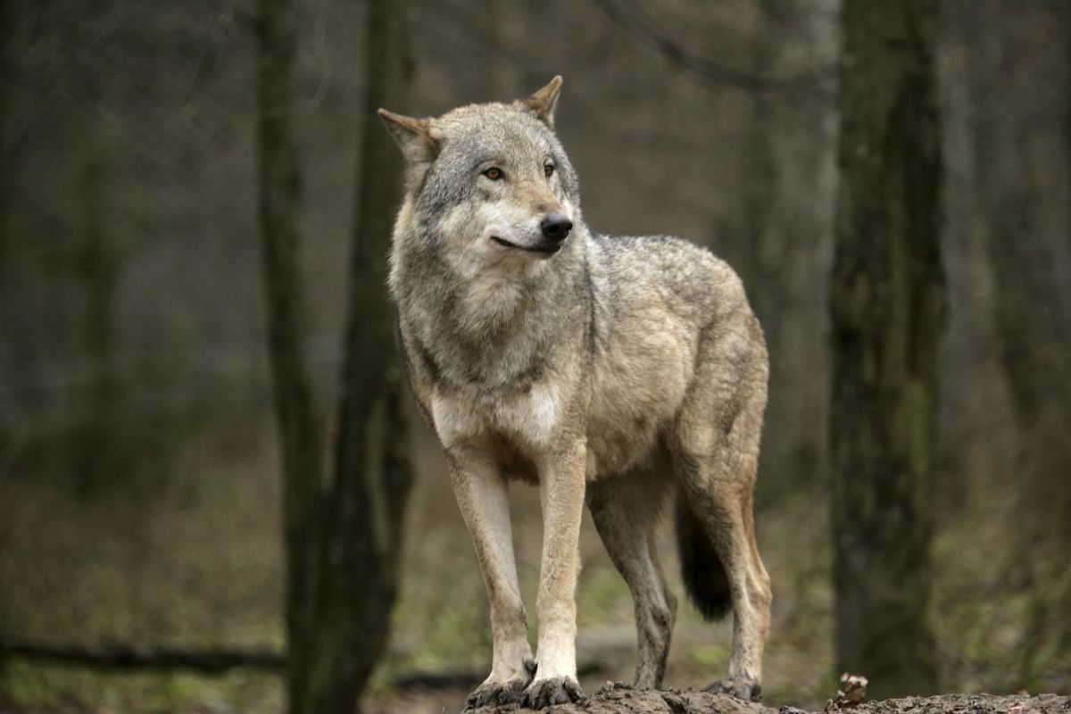 Myśliwy zabił wilka. Tłumaczył, że pomylił go z lisem. Jest decyzja sądu