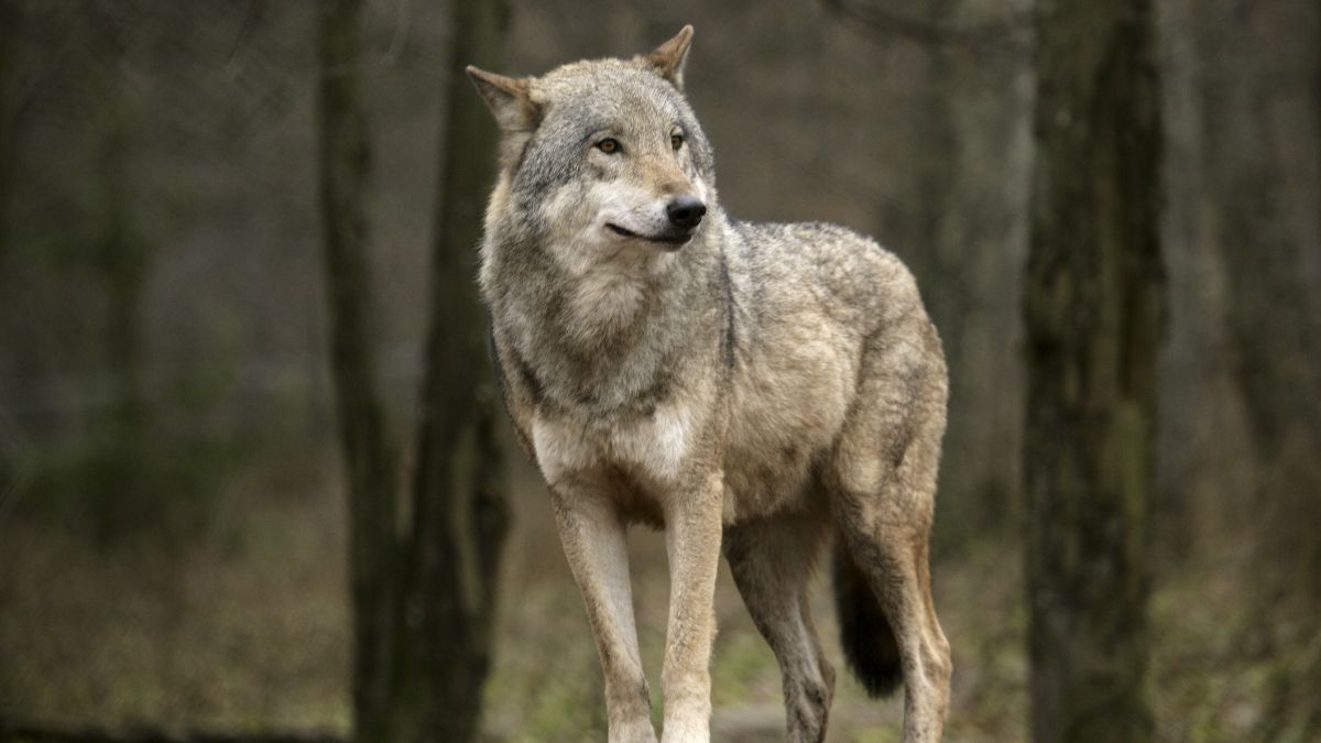 Myśliwy zastrzelił wilka, bo pomylił go z lisem