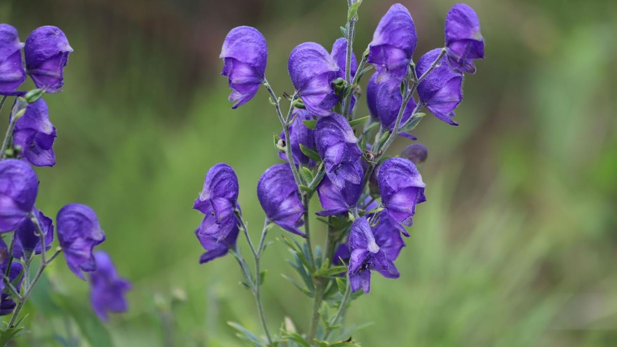 Tojad to silnie trująca roślina