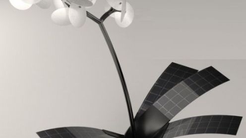 TOP 10: Kwiaty zasilane slońcem 1