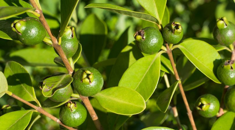 Na co pomagają liście guawy?