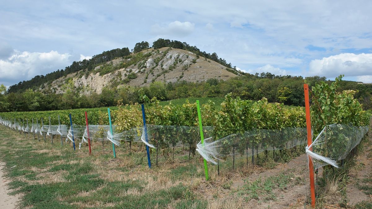 Czeskie Morawy słyną m.in. z licznych winnic 