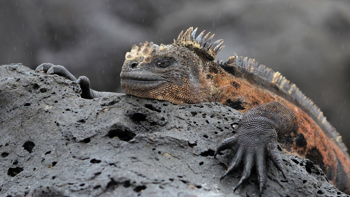 Na wystawie przyrodniczej w PAN Muzeum Ziemi w Warszawie zobaczymy cudowne zdjęcia przyrody 1