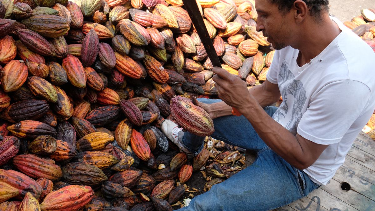 Na zdjęcie plantacja kakao w Kolumbii