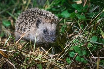 Jak przyciągnąć jeża do ogrodu? Wystarczy, że zadbasz o to