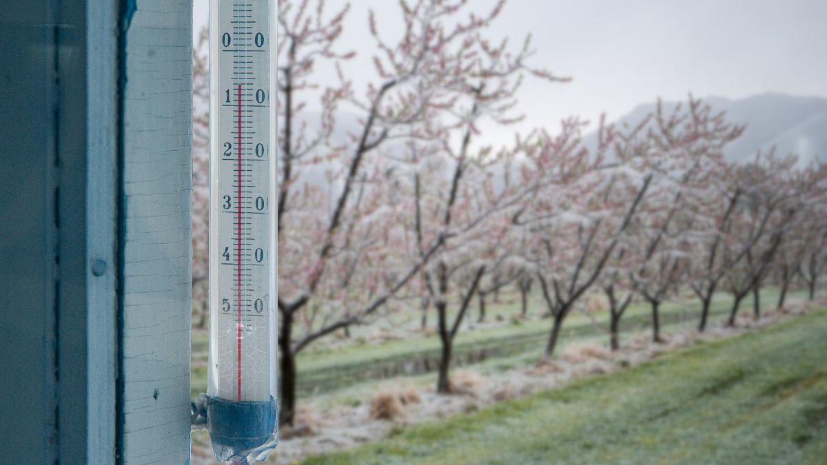 Zimni ogrodnicy 2024.