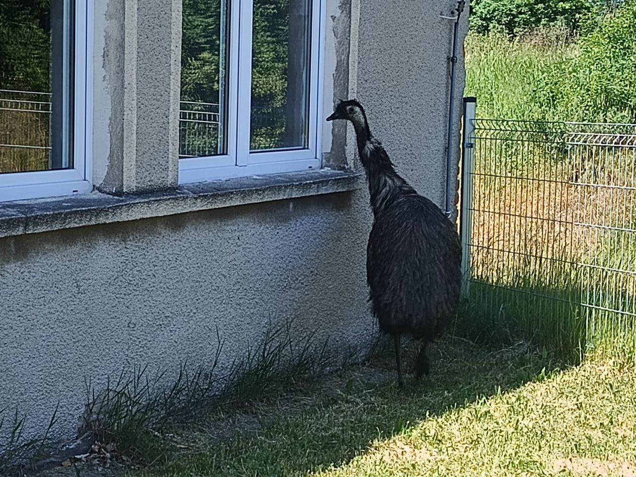 Emu pojawił się na terenie szkoły podstawowej. Wezwano strażaków