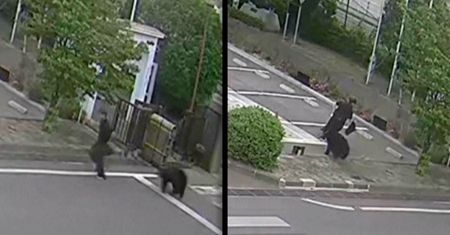 Brutalny atak niedźwiedzia. Cztery osoby zranione. Jest nagranie