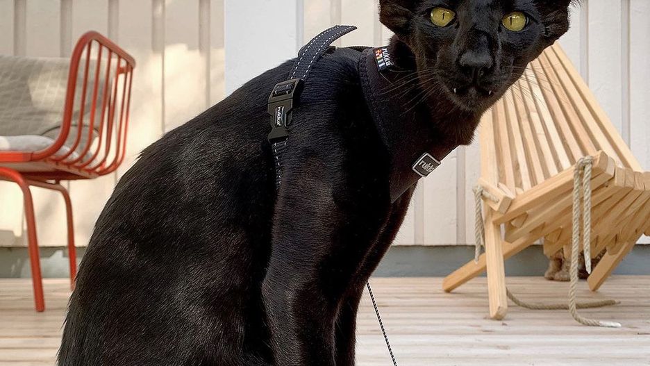 Toivo, czyli kot który wygląda jak hybryda nietoperza i pantery.