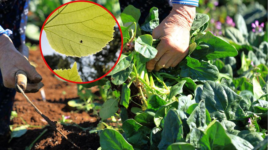 Test "białego ręcznika" może ujawnić, czy kleszcze są zagrożeniem w ogrodzie