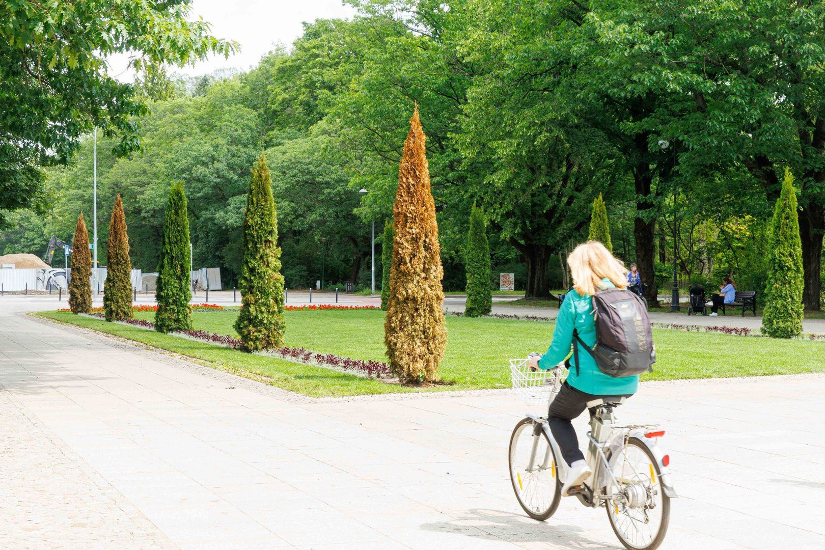 Nowe tuje na Plantach. Posadzono je raptem dwa miesiące temu 