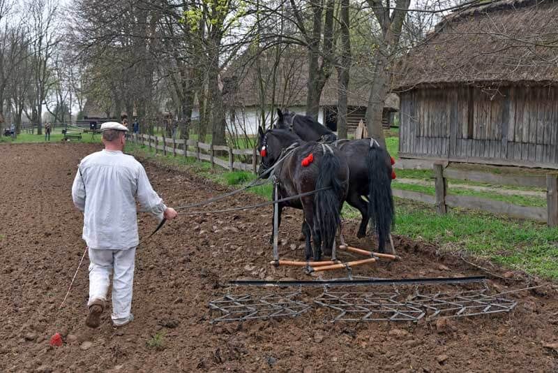 Pokaz orki konnej i wiosennych prac polowych