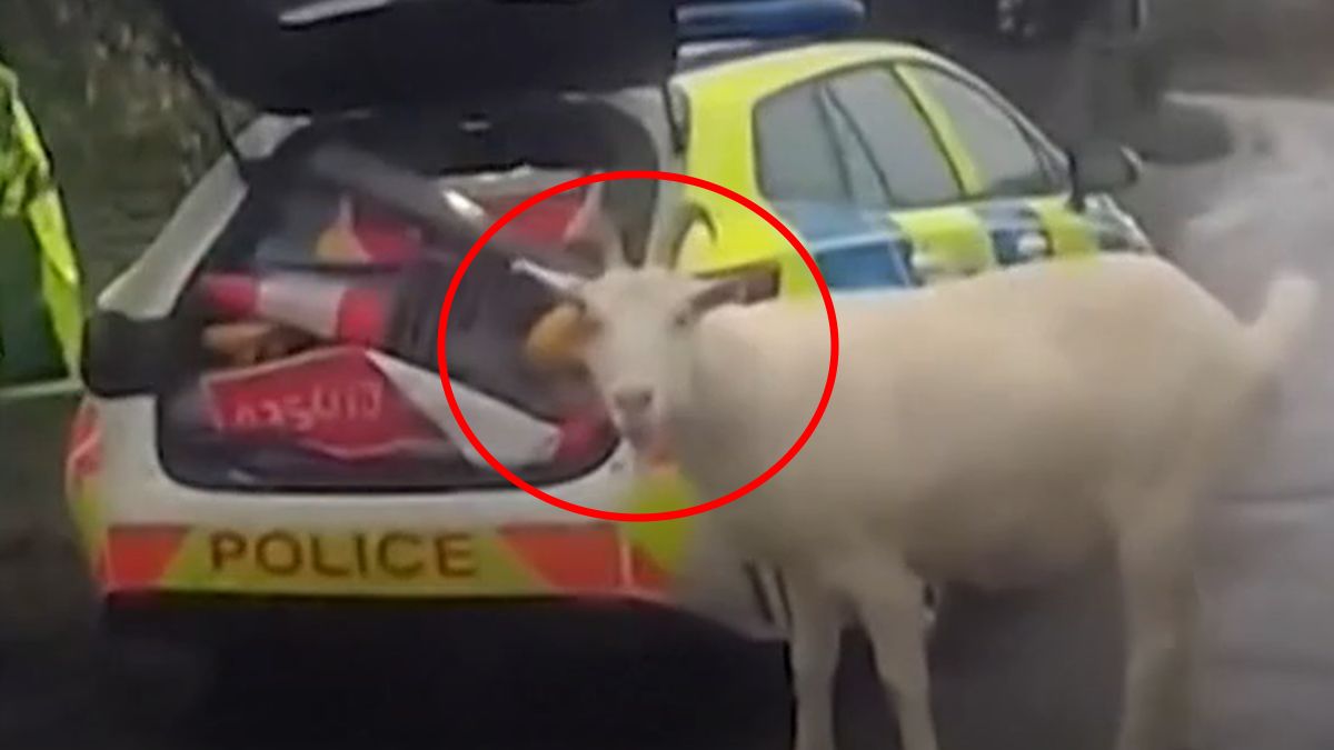 Niesforny kozioł wyjadał pomarańcze z wieńca