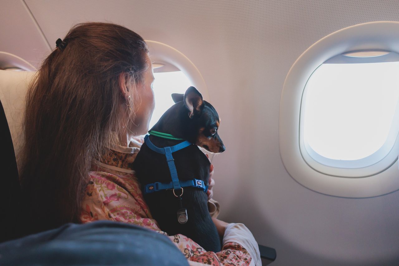 Dogs can now travel on an airline created especially for them