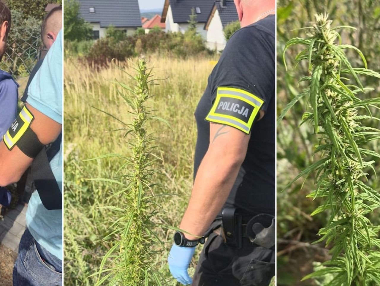 Pińczów: Zatrzymany na gorącym uczynku 39-latek podlewał konopie