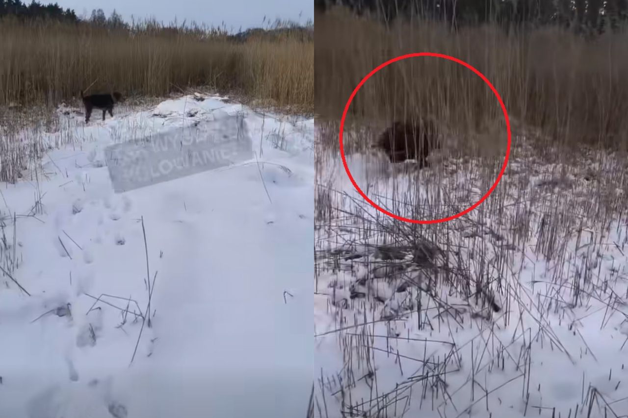 Ponad 400 komentarzy. Nagranie z polowania szokuje ludzi