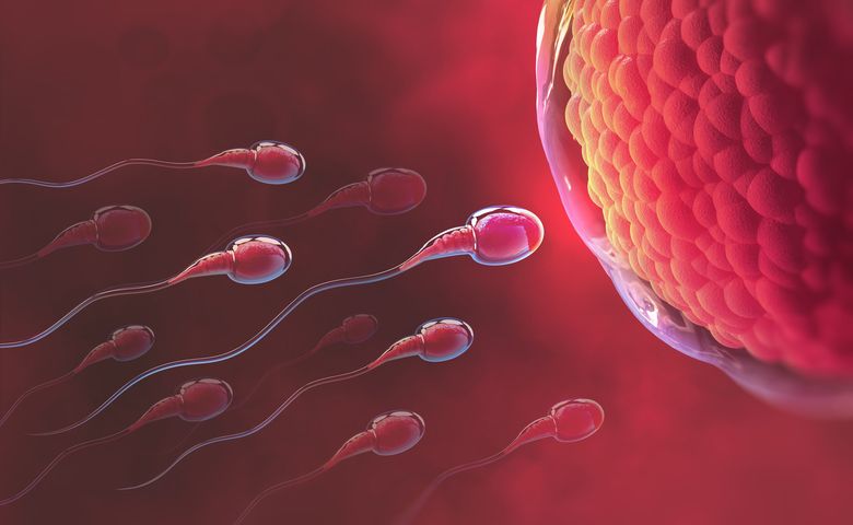 Plemniki to komórki rozrodcze męskie, które są niezbędne do rozmnażania płciowego.