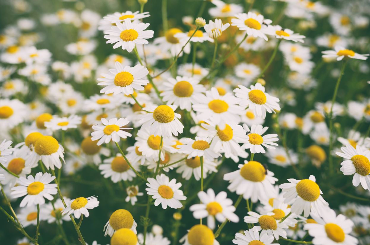 Co jeszcze zrobić dla oczu? Warto sięgnąć po okłady z rumiankiem.