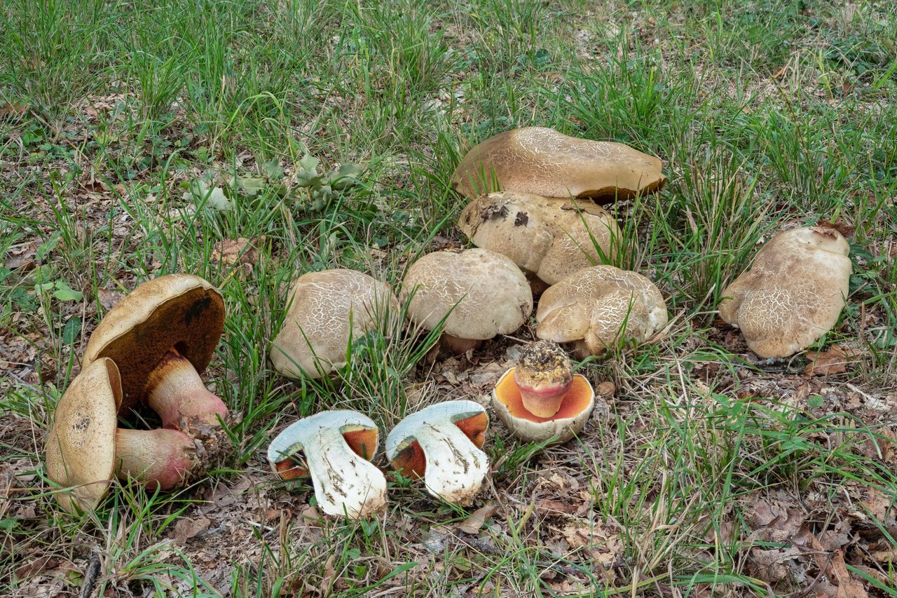 Satan's bolete