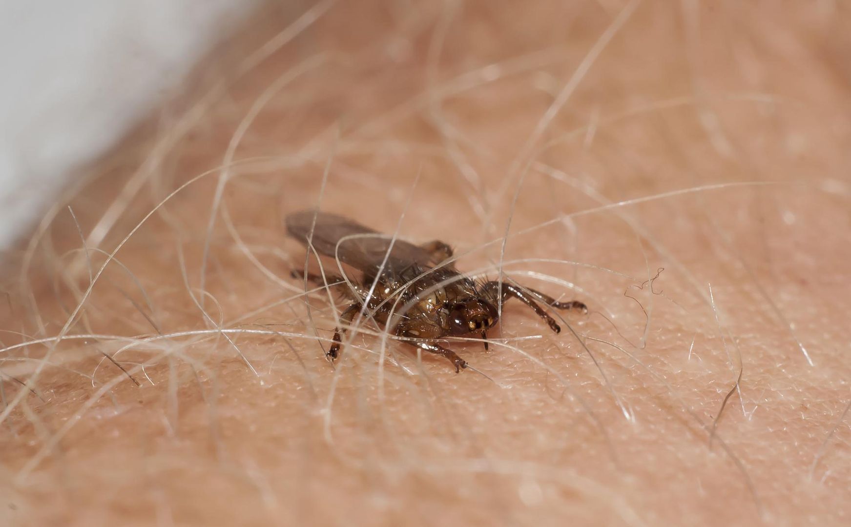 Uważaj na nie, wchodząc do lasu! Latające kleszcze atakują najczęściej podczas lata