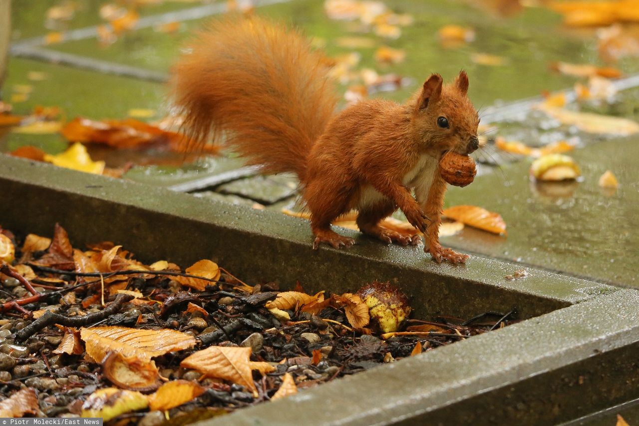 Pogoda. Warszawa. Piątek, 2 października. Przelotne opady deszczu