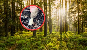 Już się zaczęło. Pierwsza sztuka w lesie. Aż zrobił zdjęcie