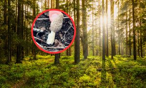 Już się zaczęło. Pierwsza sztuka w lesie. Aż zrobił zdjęcie