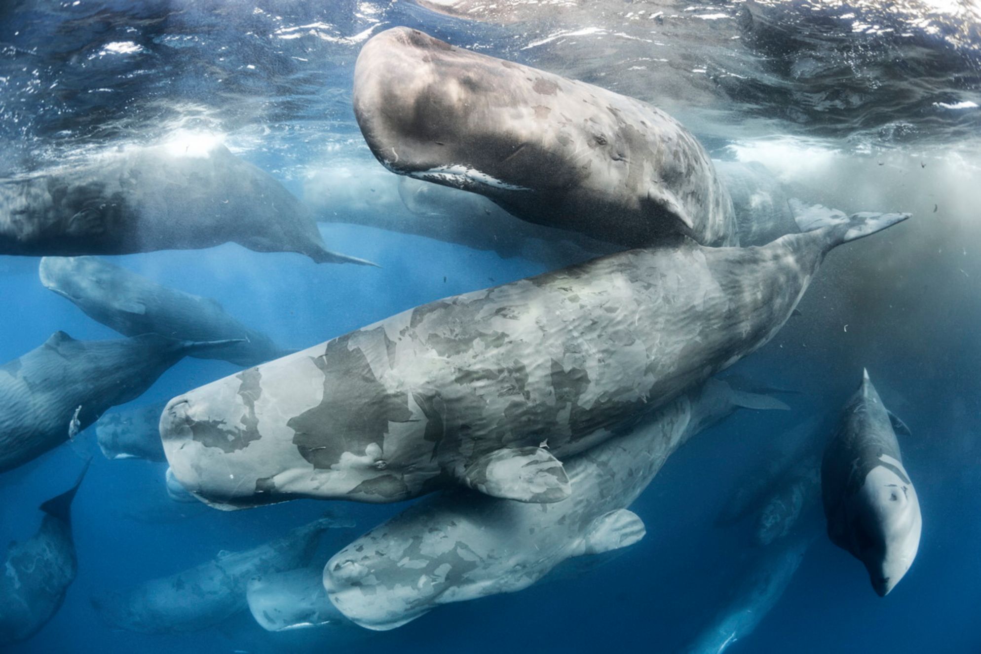 Wildlife Photographer of the Year 2017. Wygrało zdjęcie opowiadające historię zbrodni na nosorożcach 10