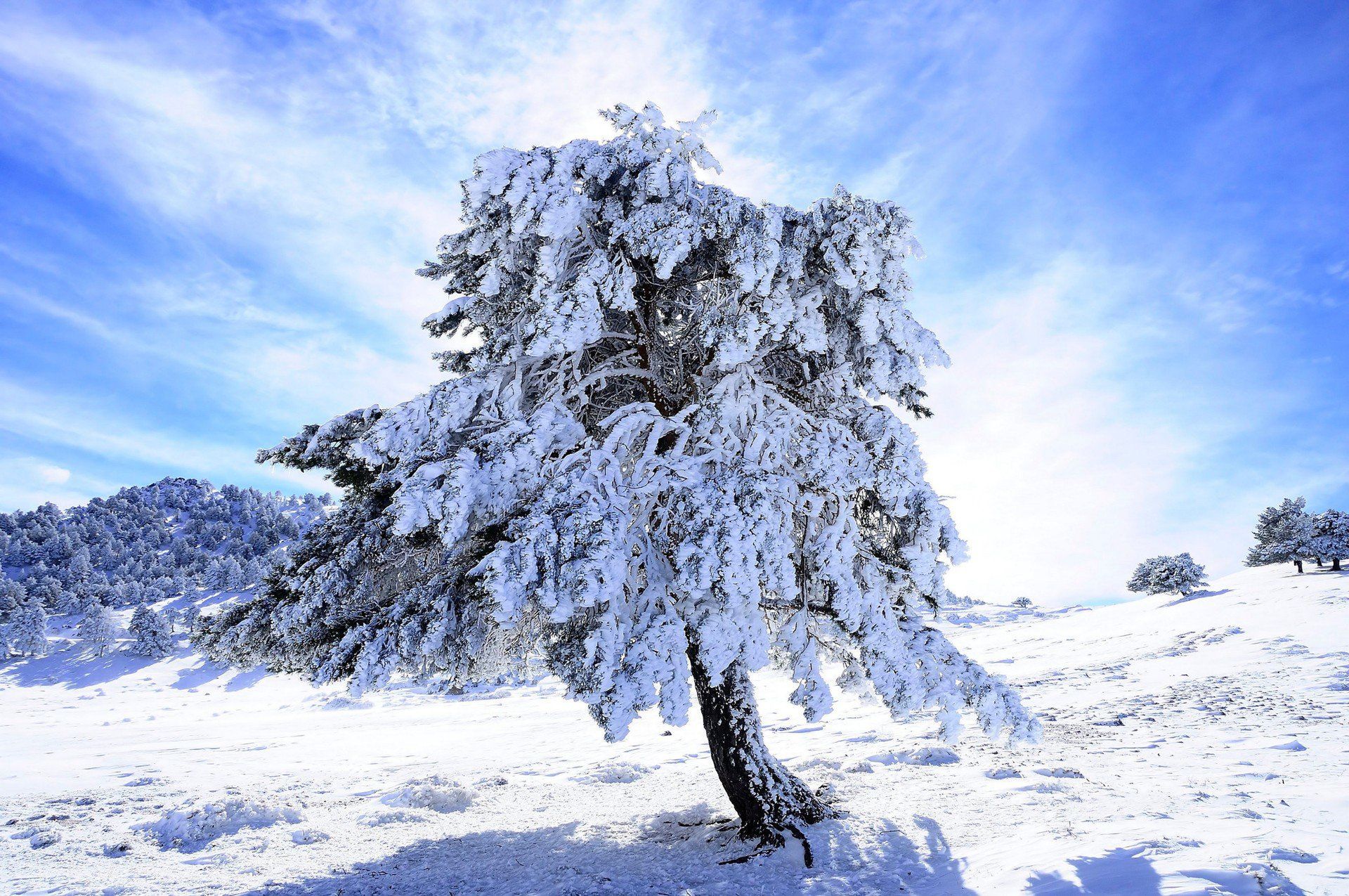 Śnieg na święta 2025? Jaka będzie zima 2025/2026? Prognoza pogody z IMGW