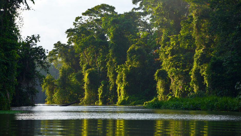 Chłopiec został wciągnięty pod wodę przez krokodyla / zdjęcie poglądowe 