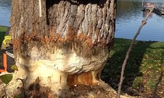 Dokończyli po bobrach. Zagrożenie na DW 975