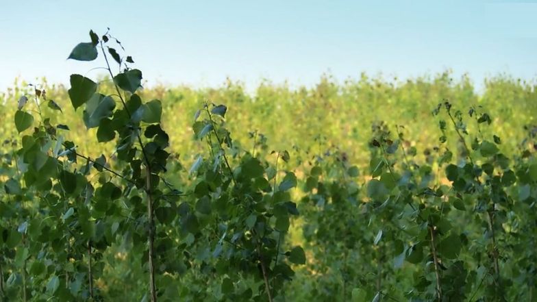 Była Arka Noego, a została gigantyczna monokultura. Co stało się z ziemią Alexandra Jahra, medialnego magnata?