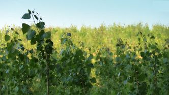 Była Arka Noego, a została gigantyczna monokultura. Co stało się z ziemią Alexandra Jahra, medialnego magnata?