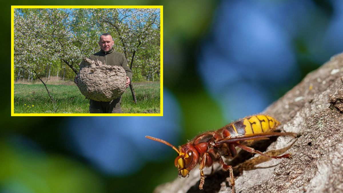 Niezwykłe znalezisko w lesie na Dolnym Śląsku