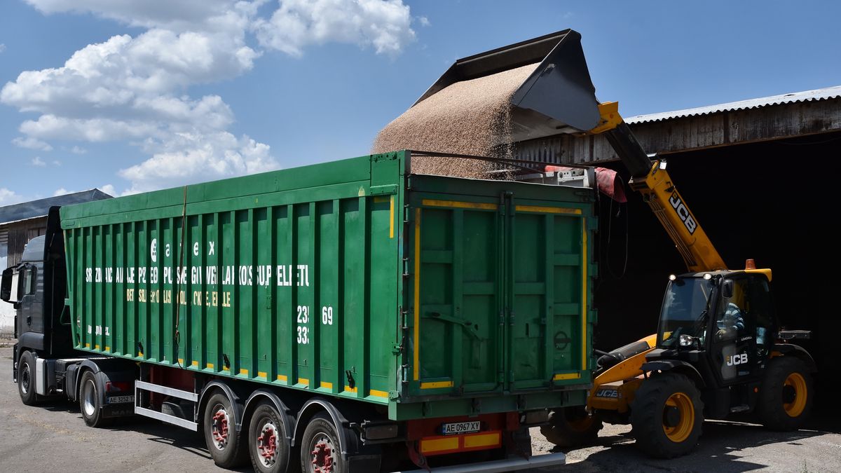 ZAPORIZHZHIA, UKRAINE - 2024/07/01: View of freshly harvested wheat grains being loaded to the trailer on a farm near Zaporizhzhia. This year (2024), the gross grain harvest in Ukraine will be about 60 million tons. Because of the war, farmers had fewer material resources, so the harvest will not be greatly increased. This (60 million tons) will not be enough to increase exports, according to the president of the Ukrainian Agrarian Confederation, Leonid Kozachenko. (Photo by Andriy Andriyenko/SOPA Images/LightRocket via Getty Images)