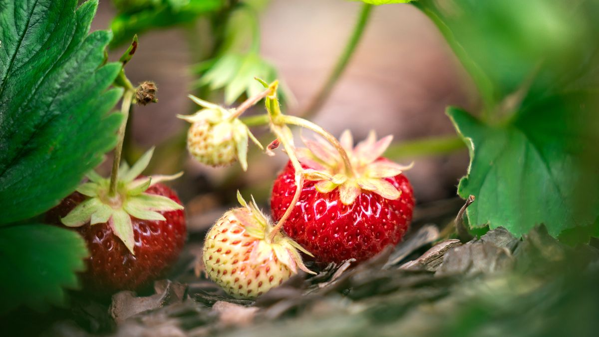 truskawki, dojrzewanie, plantacja, ogródek, krzak, jadalne, owoc, zielona, lato, jedzenie, uprawa truskawek, bokeh, zbliżenie, przyroda, makro fotografia, zbieranie truskawek, flora, deser, pora roku, botanika, naturalny, pyszne, barwa, smaczne, owoce, sok z truskawek, zdrowie, vegetarianizm, veganizm, witamina c, natura, soczyste, abstrakcja, ziemia